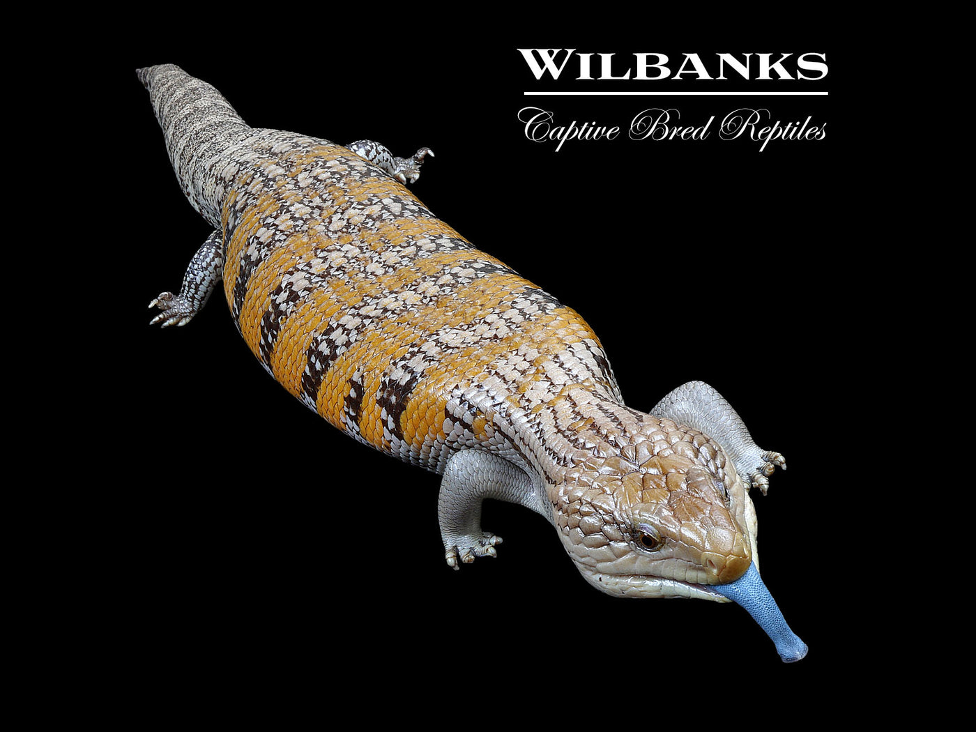 Sunrise Blue-Tongued Skink ♀ '19