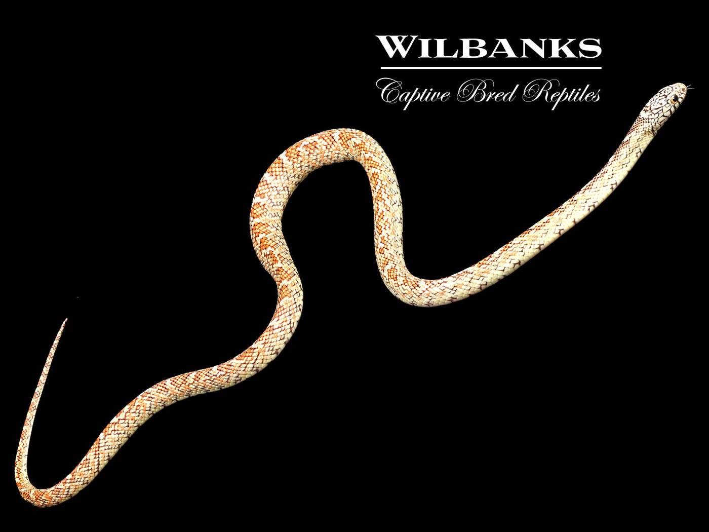 Hypo Brooks Kingsnake ♂ '22