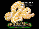 Albino Ball Python – Breeders Choice '26