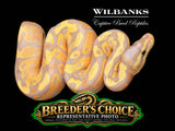 Banana Fire Ball Python – Breeders Choice '26