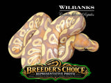 Banana Mojave Ball Python – Breeders Choice  '26
