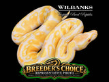Candy Ball Python – Breeders Choice '26