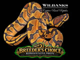 Enchi Ball Python – Breeders Choice '26