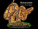 Fire Clown Ball Python – Breeders Choice '26