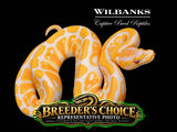 Lavender Albino Ball Python – Breeders Choice '26