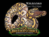 Mojave Ball Python – Breeders Choice  '26