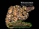 Pastel Ball Python – Breeders Choice '26