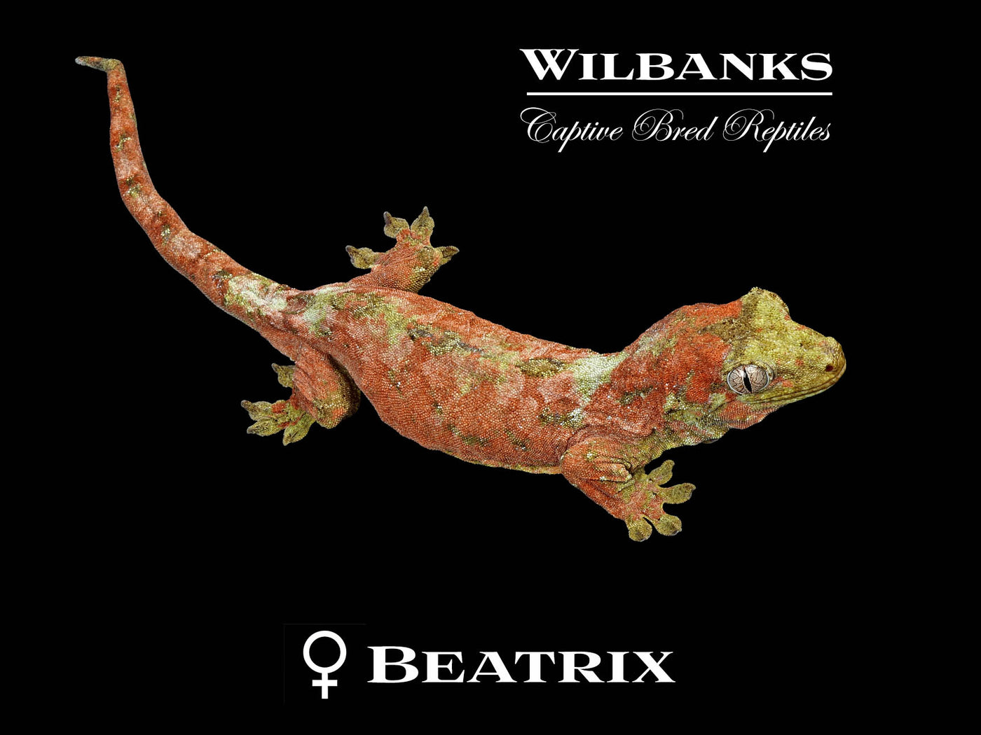 Pine Island Chahoua Gecko (Bill X Beatrix) '25