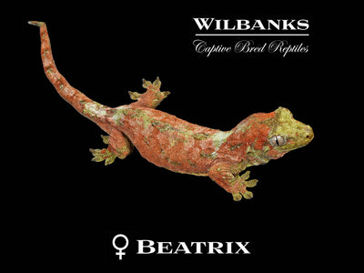 Pine Island Chahoua Gecko (Bill X Beatrix) '25