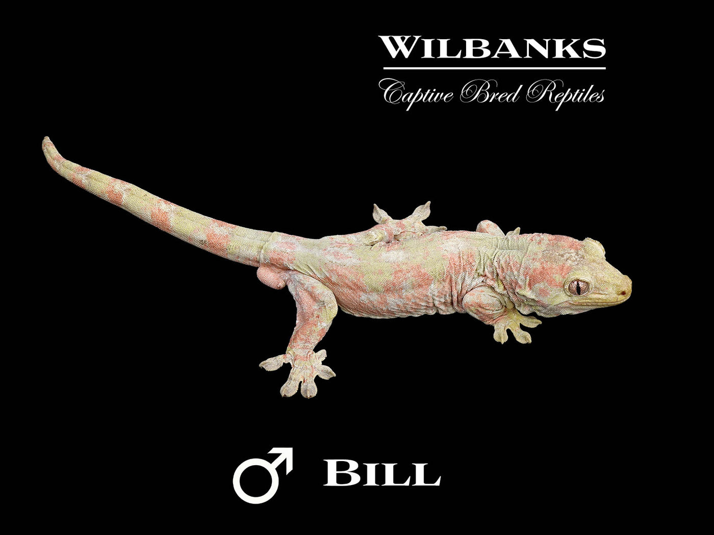Pine Island Chahoua Gecko (Bill X Beatrix) '25