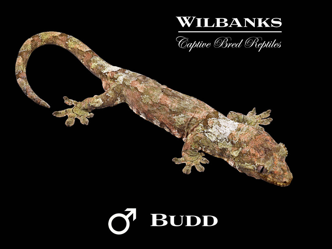 Pine Island Chahoua Gecko (Budd X Connie) '25 – Wilbanks Captive