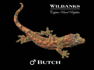 Pine Island Chahoua Gecko (Butch X Yolanda) '25