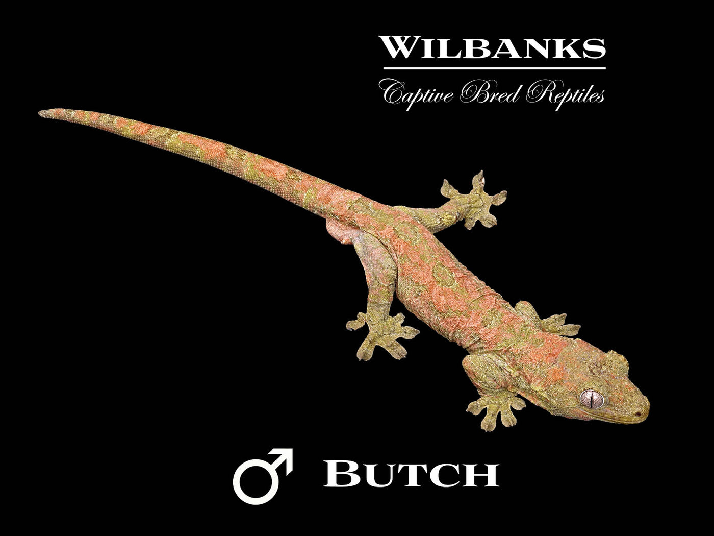 Pine Island Chahoua Gecko (Butch X Yolanda) '25