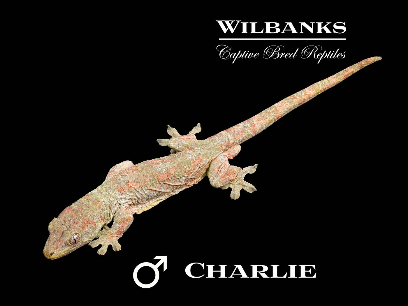 Pine Island Chahoua Gecko (Charlie X Jody) '25