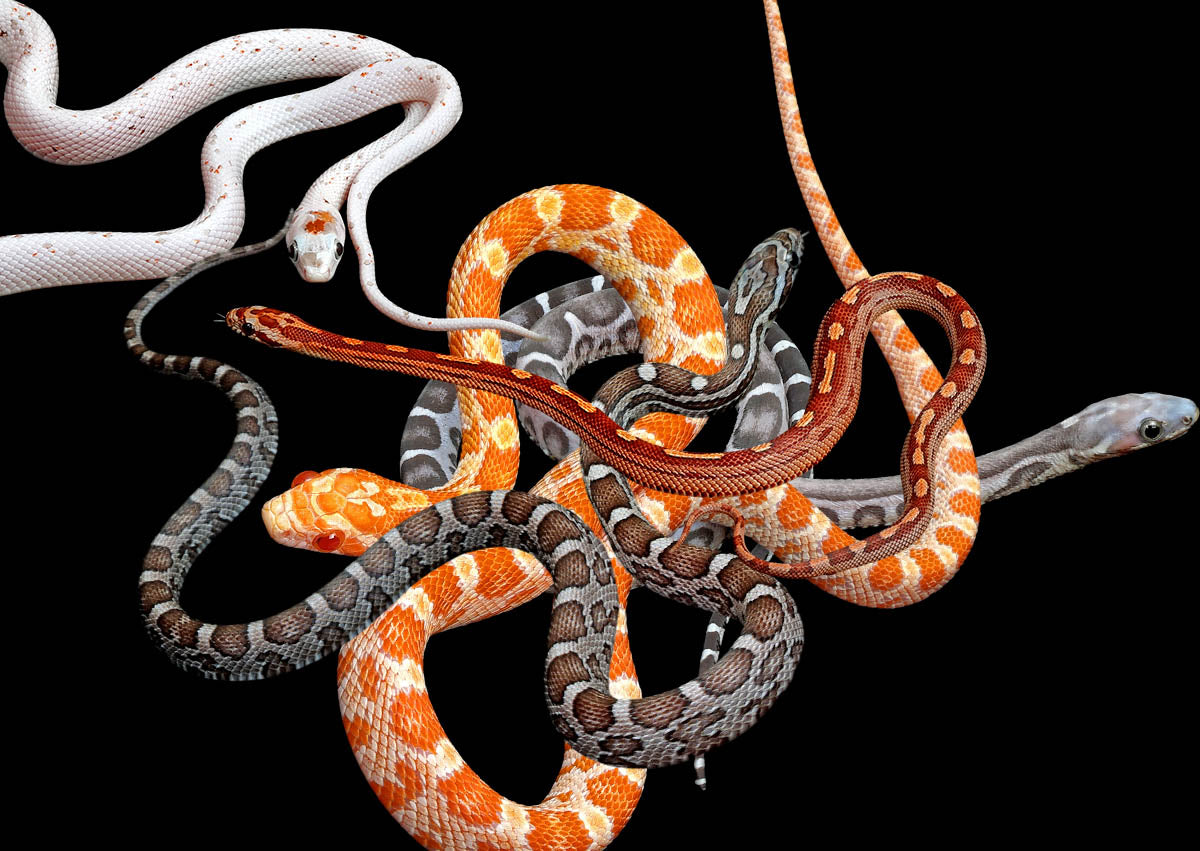 Ball Pythons For Sale - Wilbanks Reptiles – Wilbanks Captive Bred Reptiles