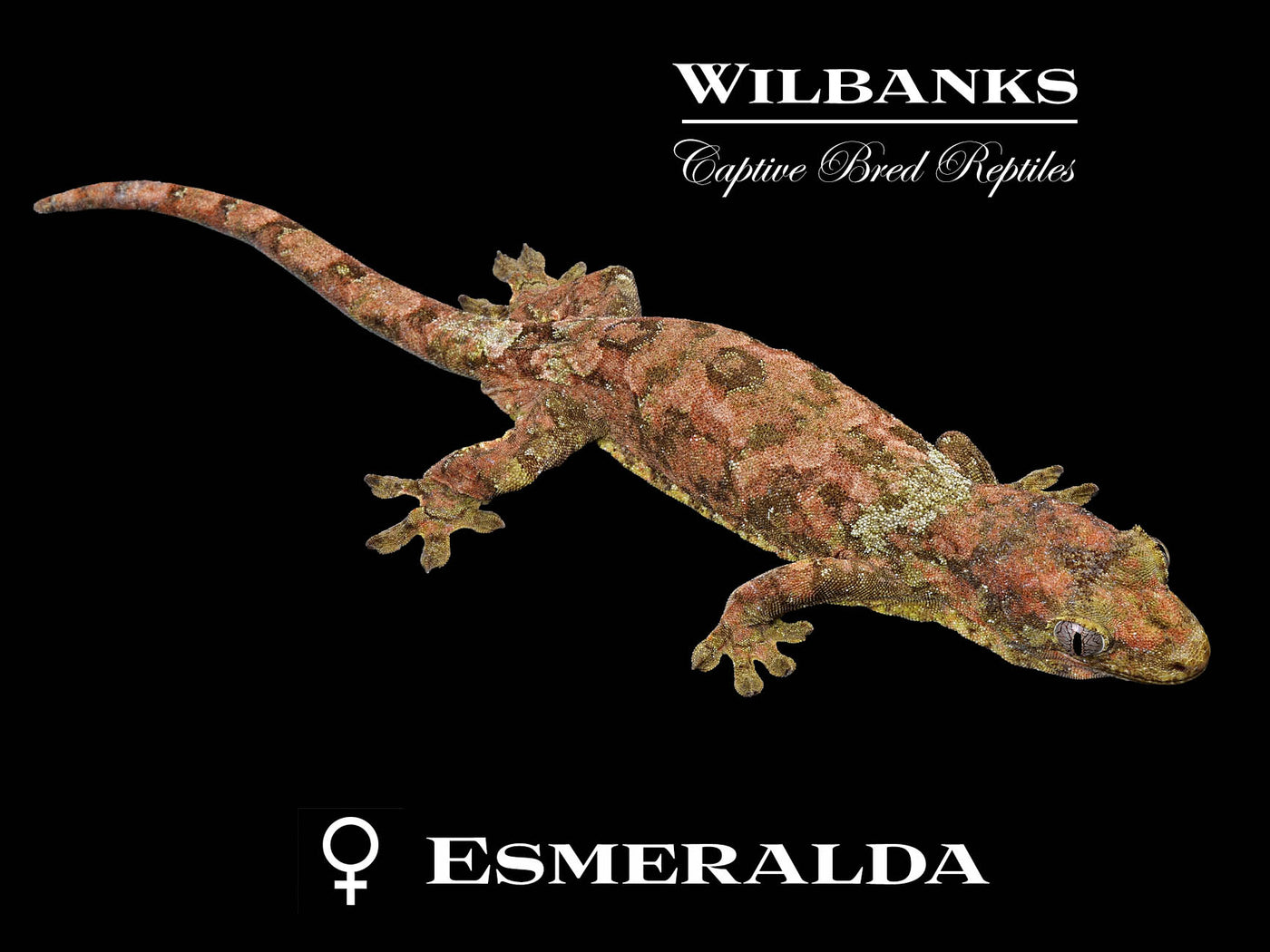 Pine Island Chahoua Gecko (Butch X Esmeralda) '25