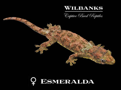 Pine Island Chahoua Gecko (Butch X Esmeralda) '25