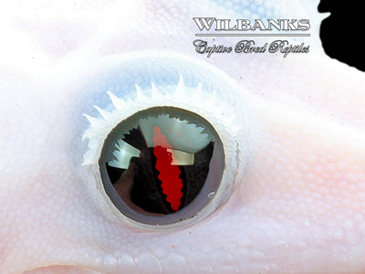 Super Fire aka Black Eyed Leucistic Crested Gecko ♂ '24