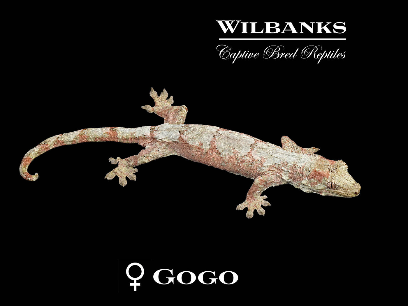 Pine Island Chahoua Gecko (Johnny X Gogo) '25