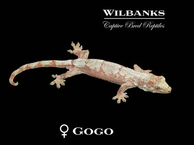Pine Island Chahoua Gecko (Johnny X Gogo) '25