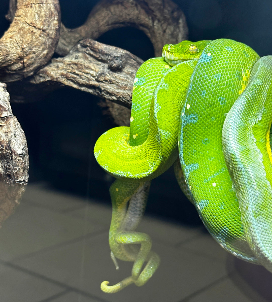 USCBB Jayapura Green Tree Python '24 – Wilbanks Captive Bred