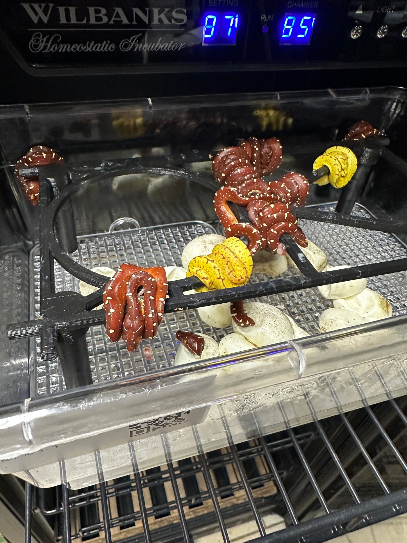 USCBB Jayapura Green Tree Python  '25