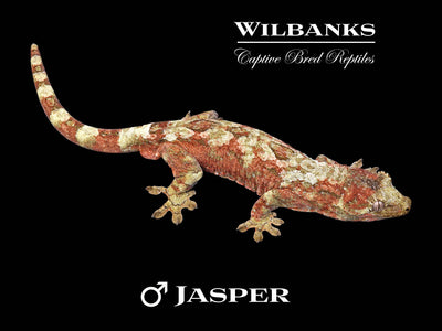 Pine Island Chahoua Gecko (Jasper X Lara) '25