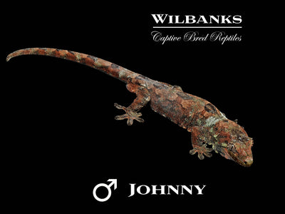 Pine Island Chahoua Gecko (Johnny X Gogo) '25