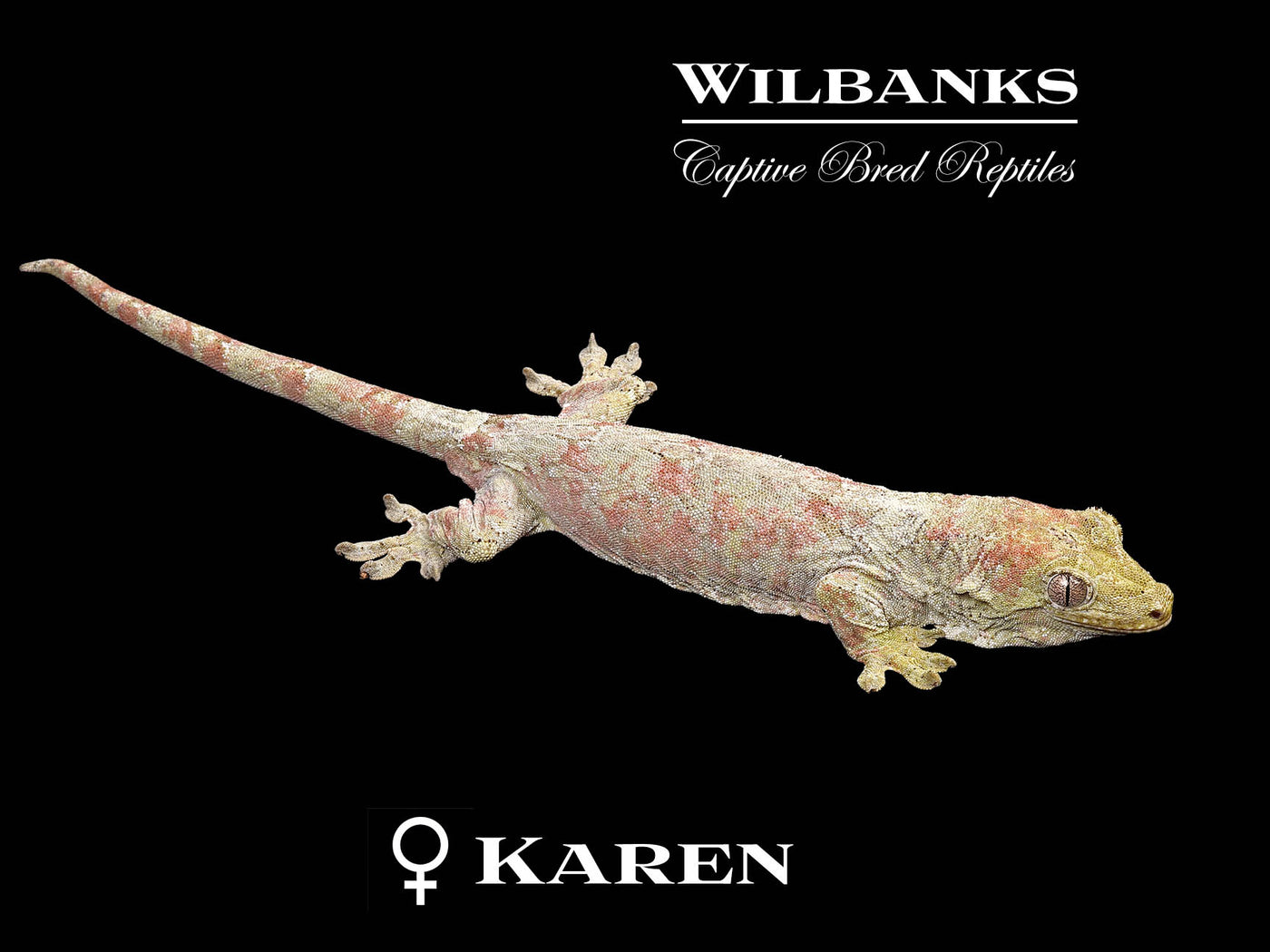 Pine Island Chahoua Gecko (Esteban X Karen) '25