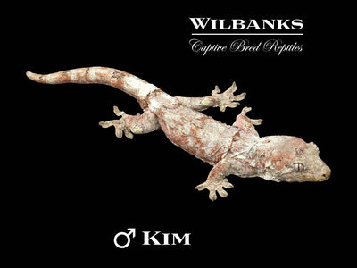 Pine Island Chahoua Gecko (Kim X Shoshana) '25