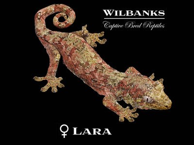 Pine Island Chahoua Gecko (Jasper X Lara) '25