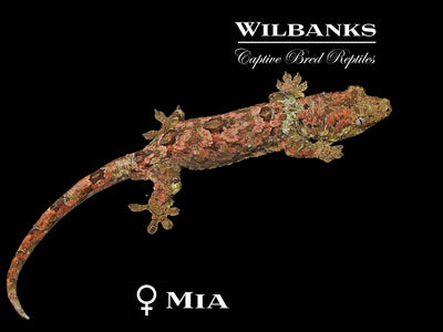 Pine Island Chahoua Gecko (Marsellus X Mia) '25