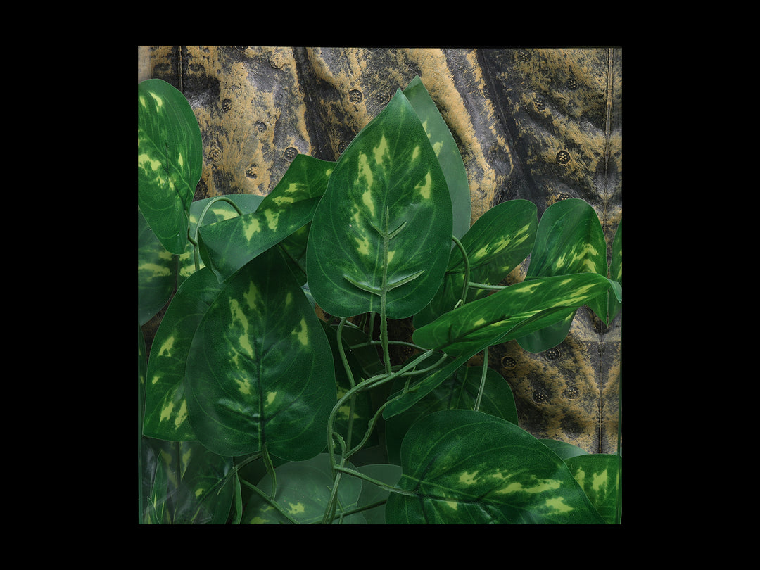 fluker's repta vines pothos for reptiles and amphibians Pathos Vine
