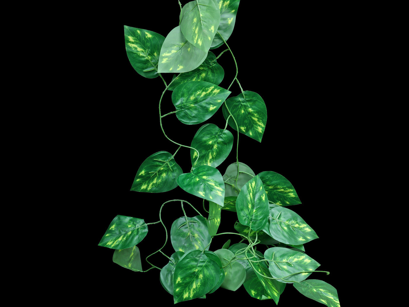 vine money plant Pathos Vine