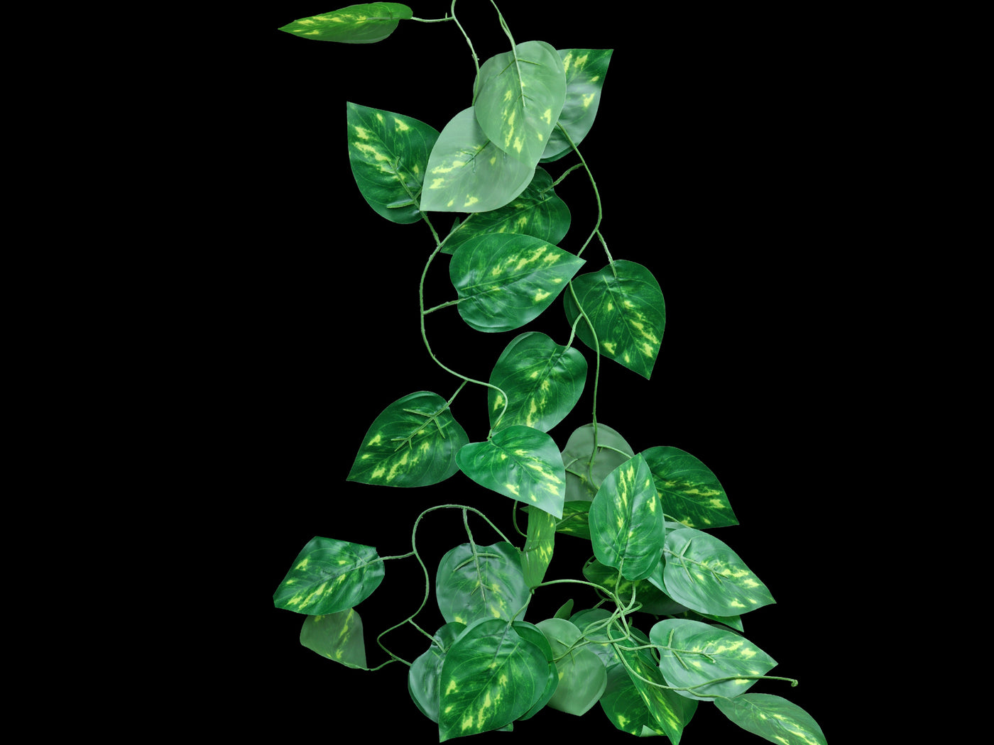 fluker's repta vines-pothos Pathos Vine