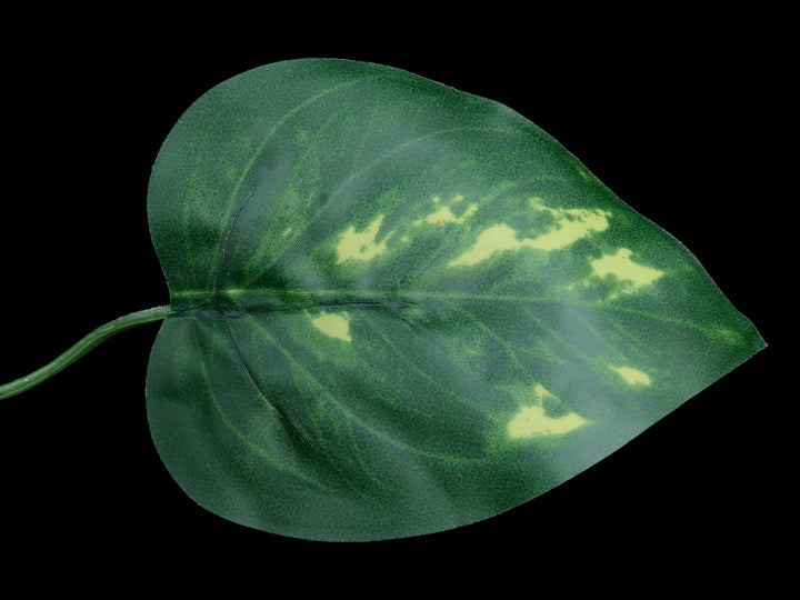 viney pothos Pathos Vine