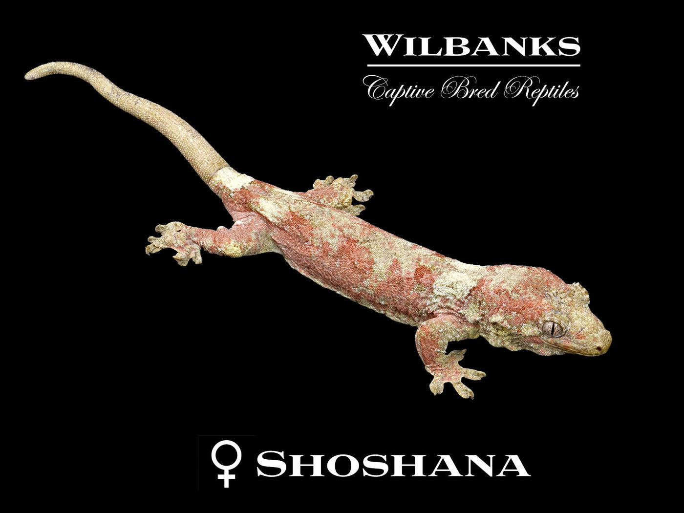 Pine Island Chahoua Gecko (Kim X Shoshana) '25