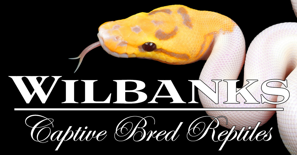 Explore Available Reptiles – Wilbanks Captive Bred Reptiles