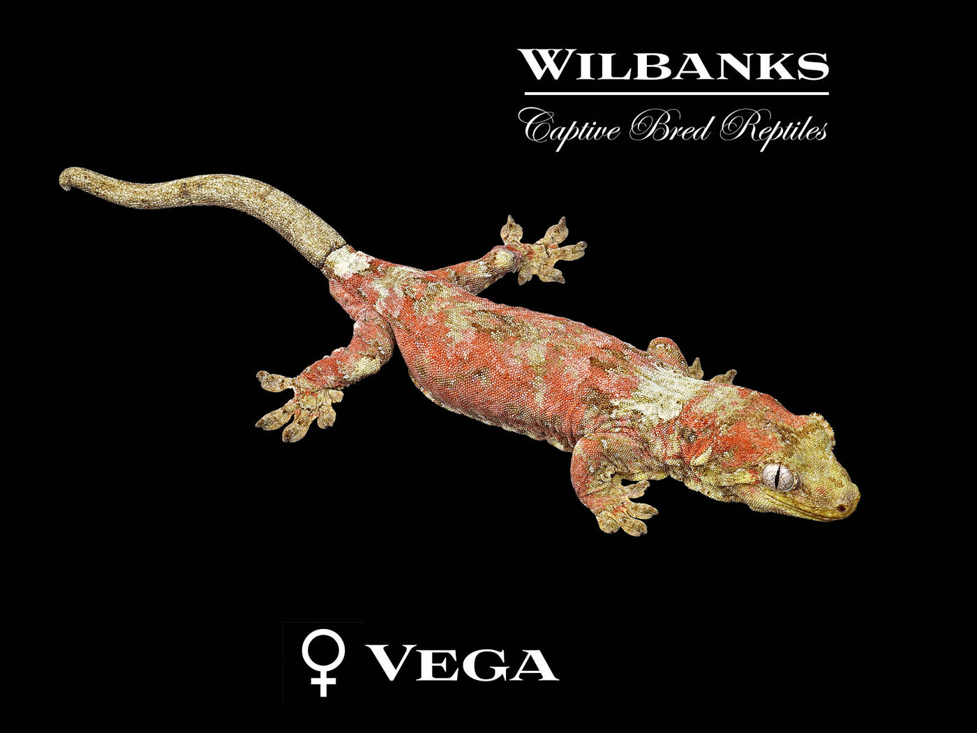 Pine Island Chahoua Gecko (Marsellus X Vega) '25
