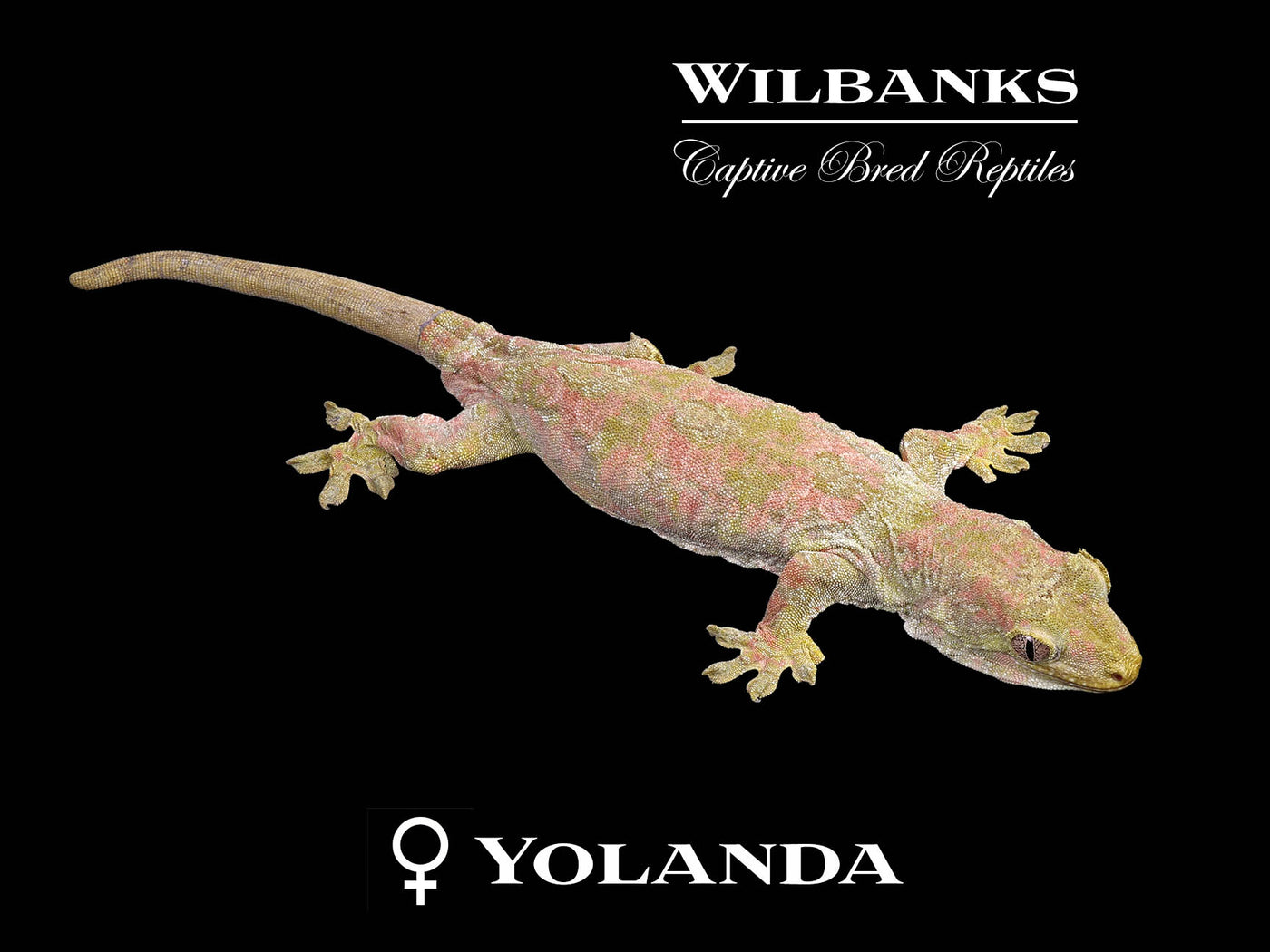 Pine Island Chahoua Gecko (Butch X Yolanda) '25