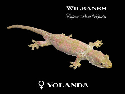 Pine Island Chahoua Gecko (Butch X Yolanda) '25