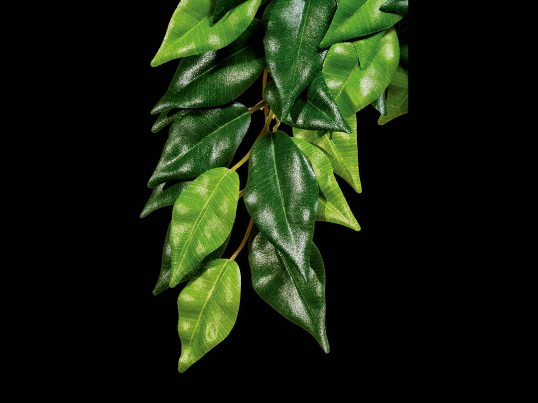exo terra philodendron Exo Terra Terrarium Plant Ficus – Wilbanks Captive Bred Reptiles