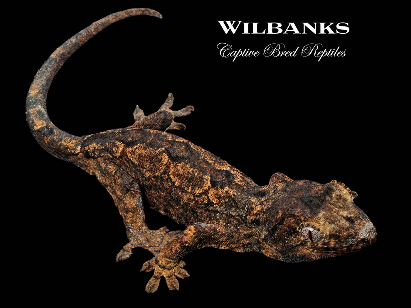 Pine Island Chahoua Gecko '23