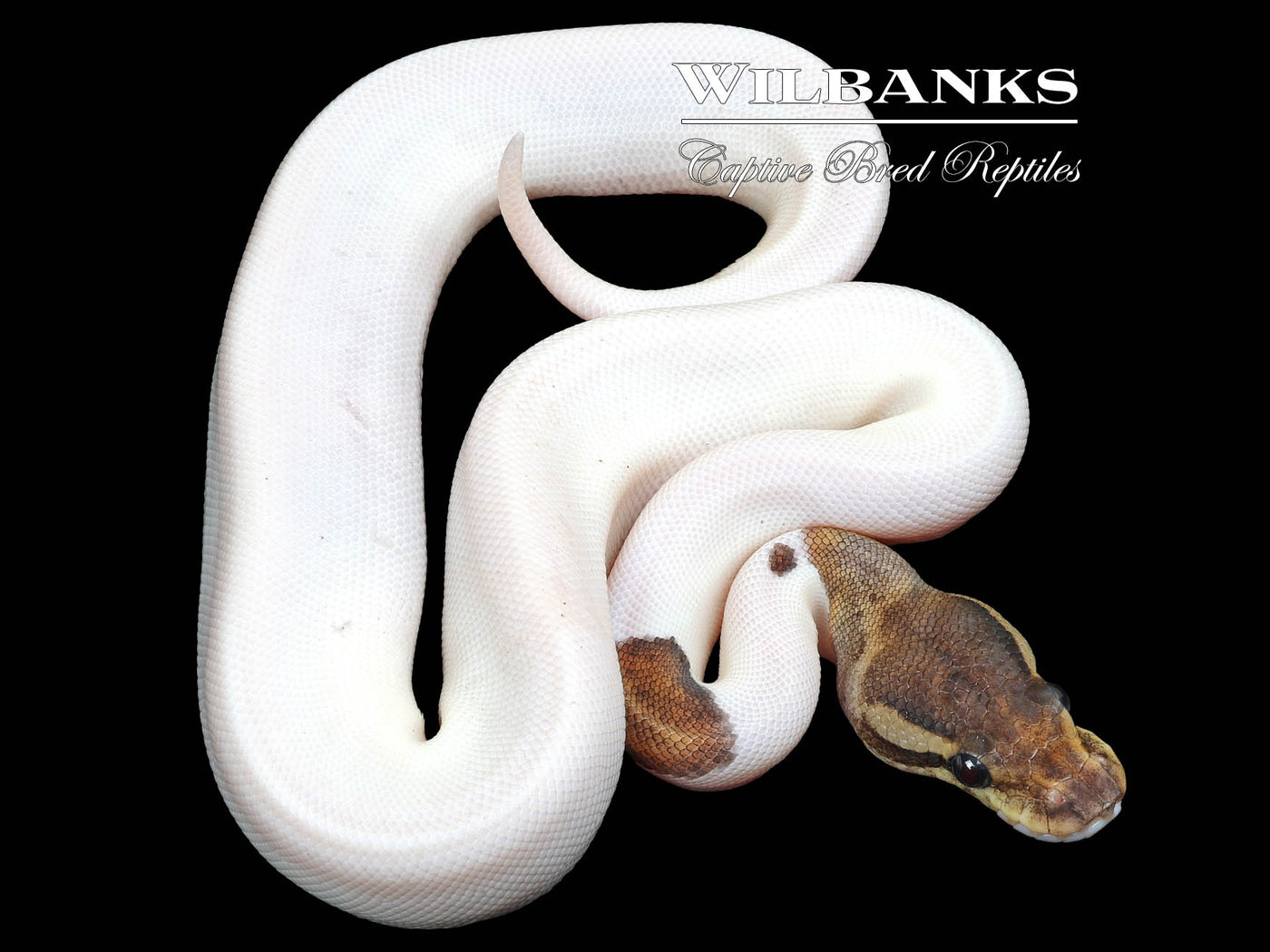 Cinnamon Spark Pied Ball Python ♀ '23