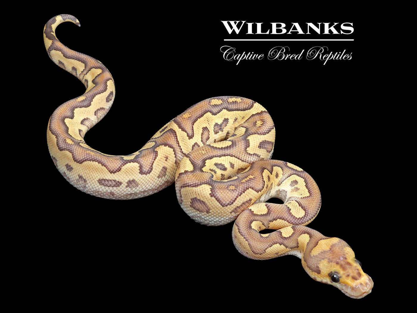Mojave Fire Clown Ball Python ♂ '23