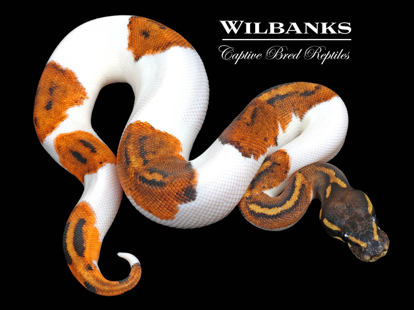Blackhead Pied 100% Het. Lavender Albino Ball Python ♂ '23