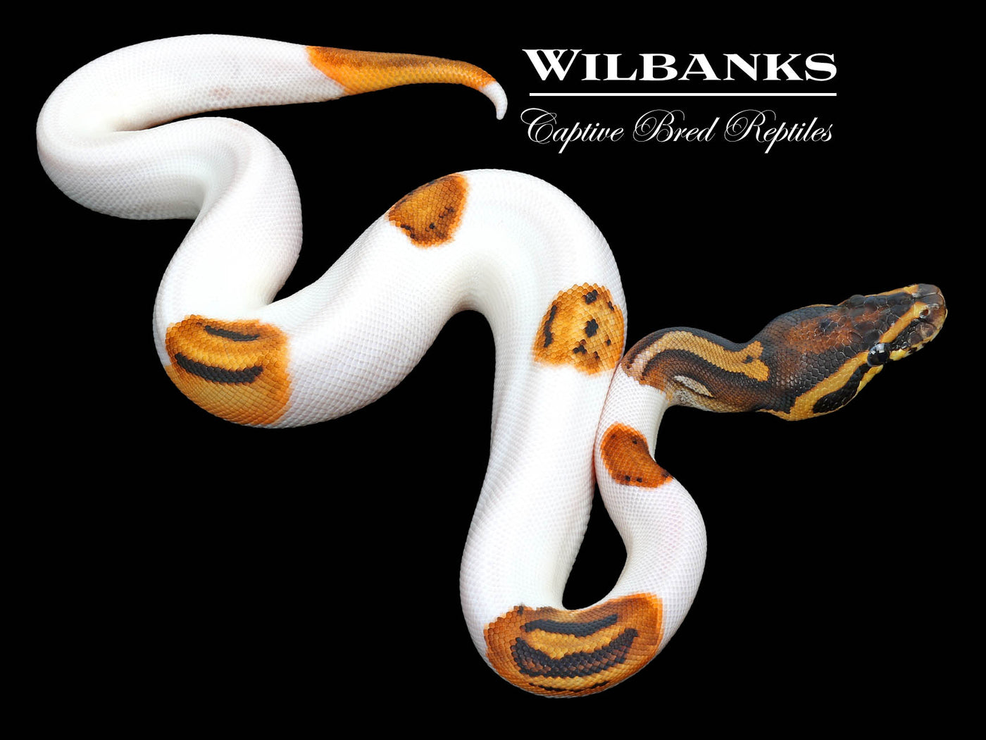 Leopard Pied 100% Het. Lavender Albino Ball Python ♂ '23
