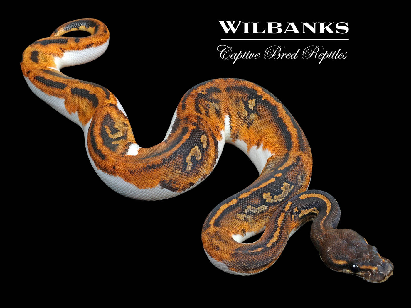 Blackhead Pied 100% Het. Lavender Albino Ball Python ♀ '23