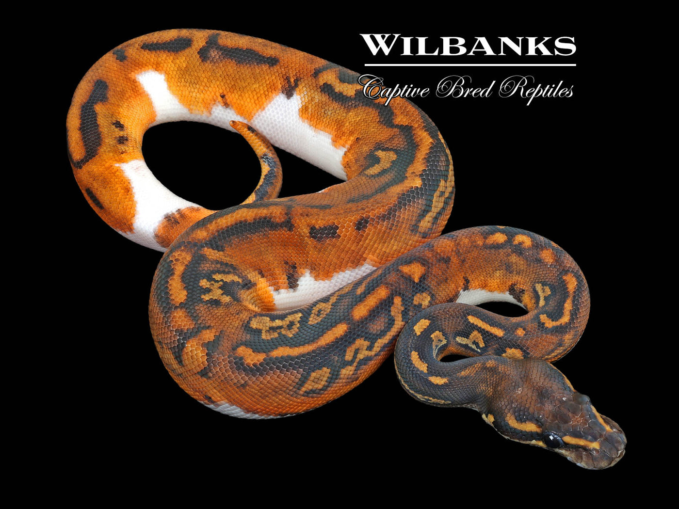 Blackhead Pied 100% Het. Lavender Albino Ball Python ♀ '23