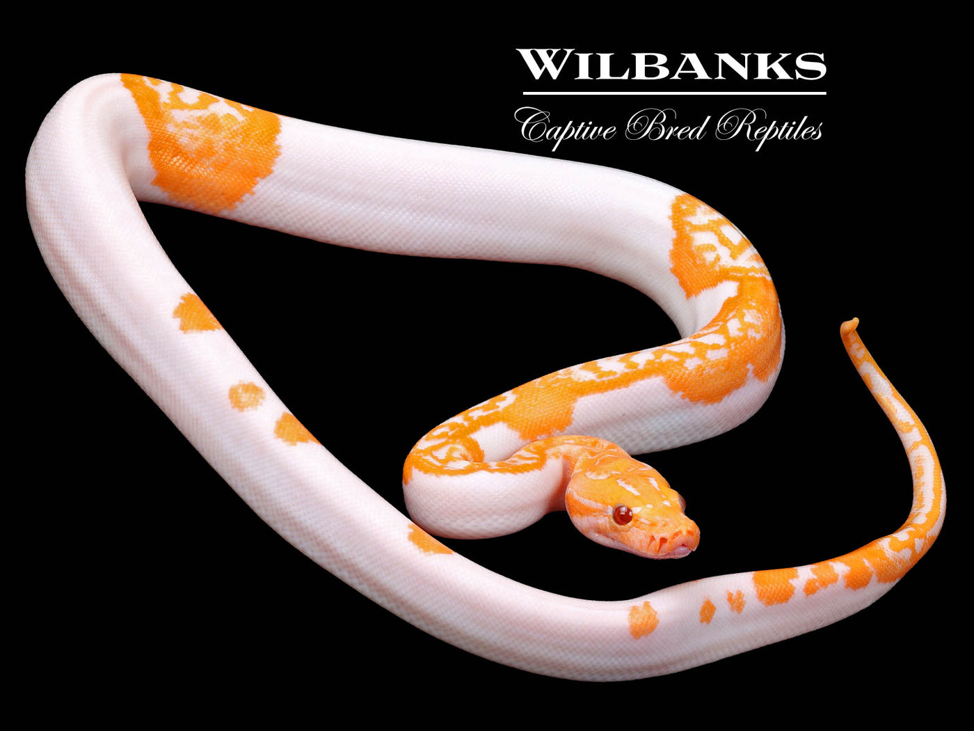 Albino Pied 66% PH Granite Burmese Python  ♀ '23